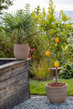 Terracotta Como 37 x 45 cm in der farbe sandbraun – Bild 2