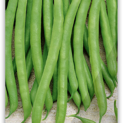 Stangenbohne 'Matilda'