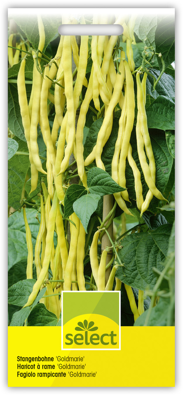 Qualität Stangenbohne 'Goldmarie' – Bild 1