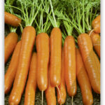 Karotte 'Nantaise' (Tip-Top) mittelfr. 25g