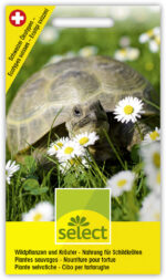 Wildpflanzen und Kräuter für Schildkröten