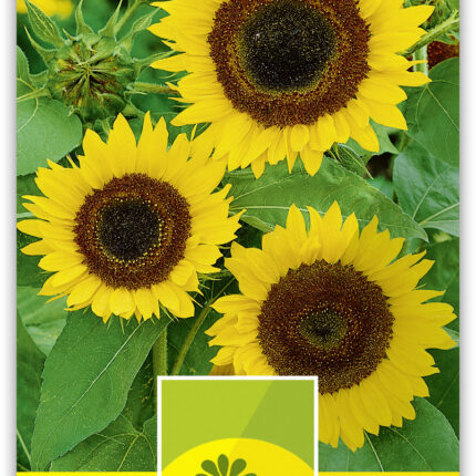 Helianthus 'King Henry' Sonnenblume