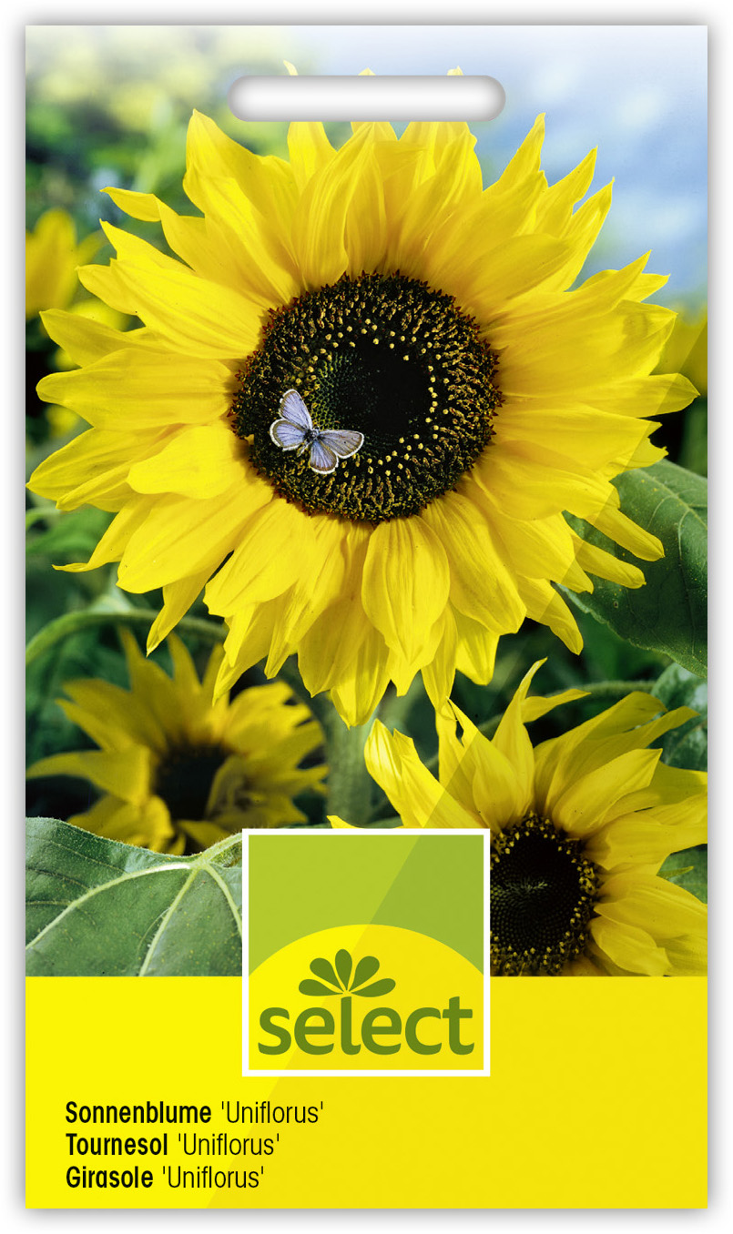Qualität Helianthus 'Uniflorus' Sonnenblume grossb. – Bild 1