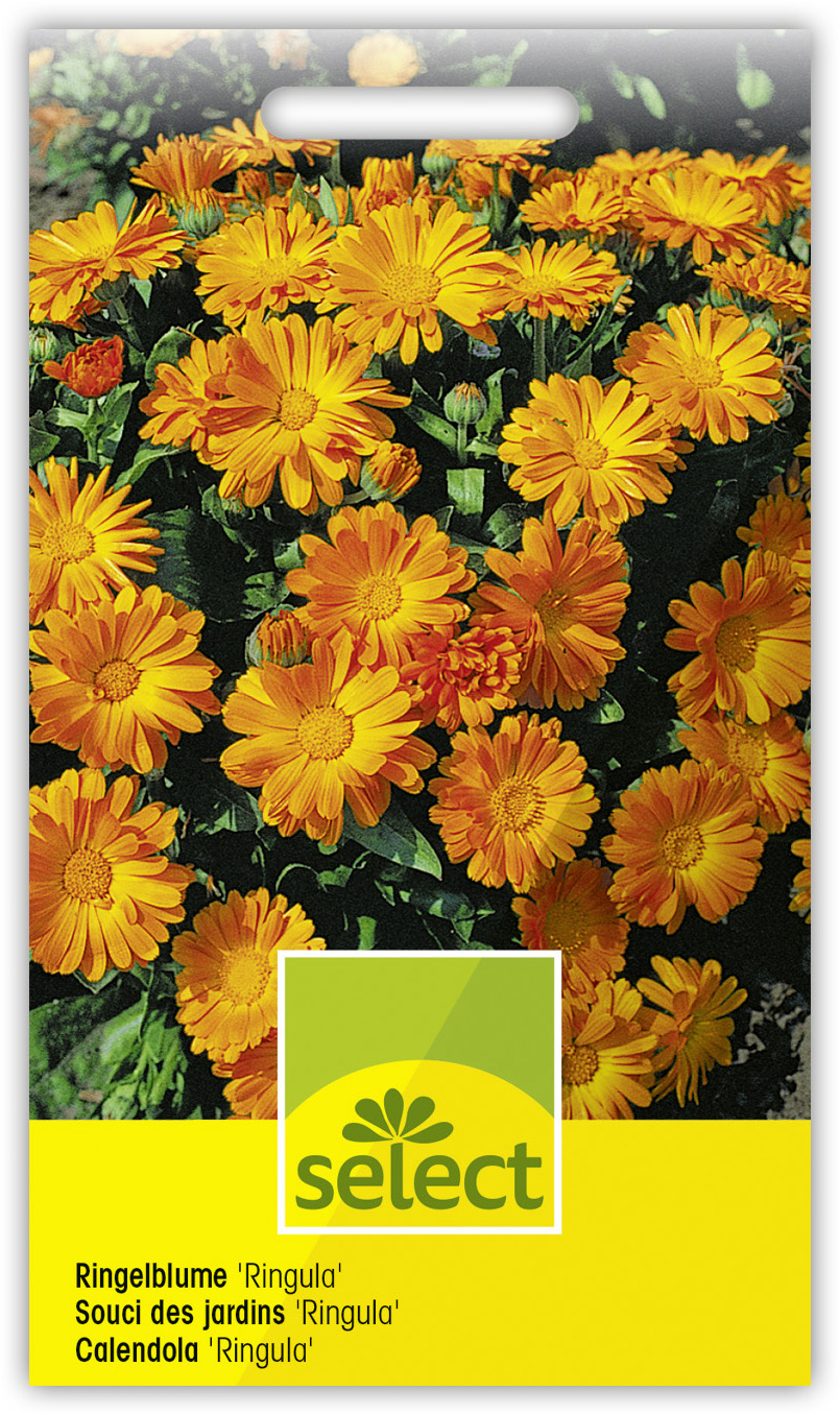 Qualität Calendula officinalis'Ringula'einfach – Bild 1