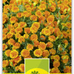 Tagetes 'Zwerg Orange' Sammetblume nieder
