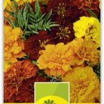 Tagetes Sammetblume nieder Prachtmischung