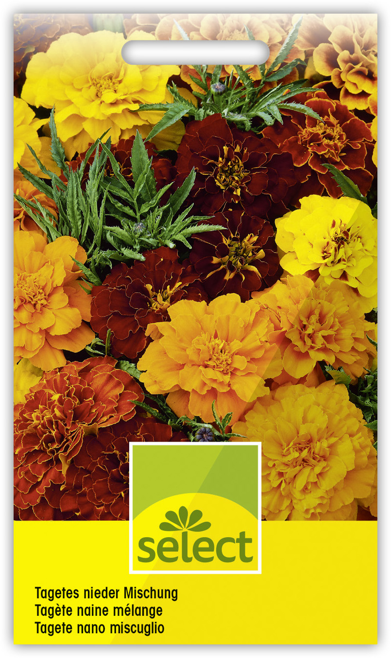 Qualität Tagetes Sammetblume nieder Prachtmischung – Bild 1