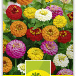 Zinnia 'Liliput' niedere Zinnie Mischung