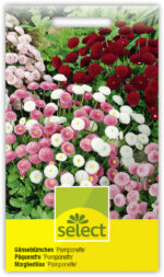 Bellis 'Pomponette' gefüllt kleinbl. Mg