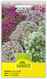 Lobularia 'Easter Basket' Steinkraut