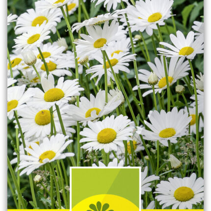 Chrysanthemum maximum Margerite weiss
