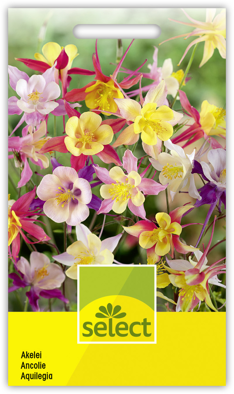 Qualität Aquilegia-Hybriden Akelei Prachtmischung – Bild 1