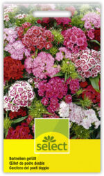 Dianthus barbatus Bartnelken gef. Mischung