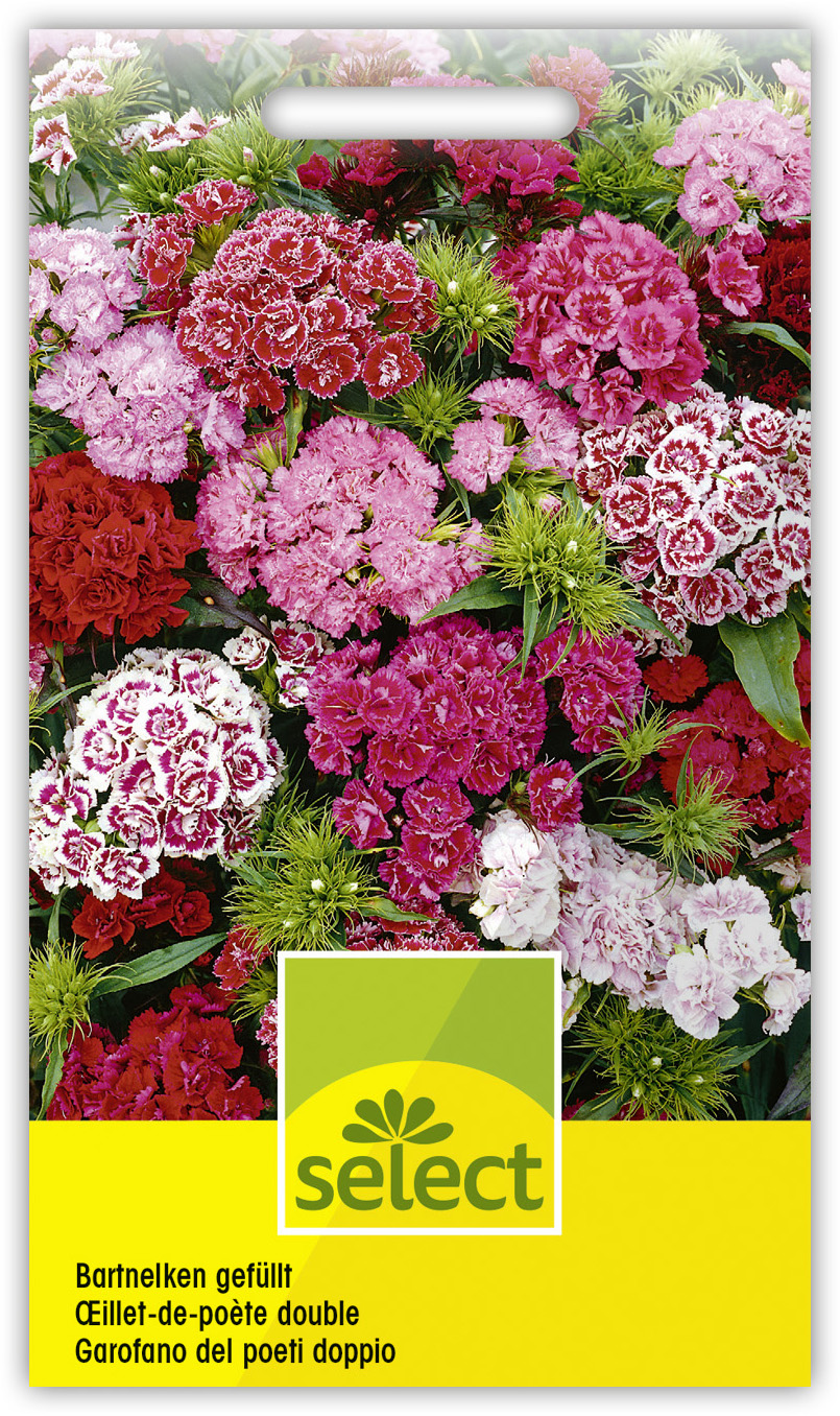 Qualität Dianthus barbatus Bartnelken gef. Mischung – Bild 1