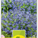 Myosotis 'Indigo' Vergissmeinnicht blau