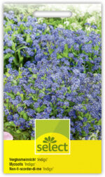 Myosotis 'Indigo' Vergissmeinnicht blau