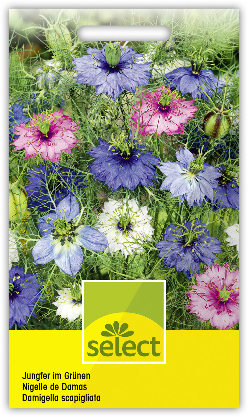 Qualität Nigella Jungfer im Grünen Mischung – Bild 1
