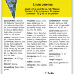 Linum perenne Mehrjähriger Lein