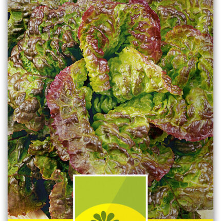 Pflücksalat 'Winterlattughino'