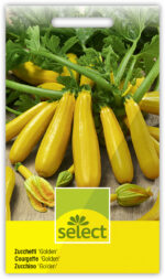 Zucchetti 'Golden'