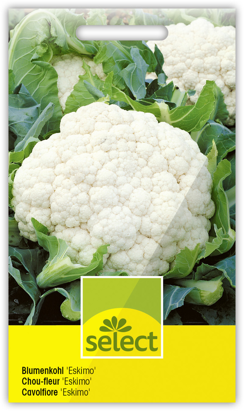 Qualität Blumenkohl 'Eskimo' winterhart – Bild 1