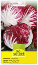Kopfzichorie 'Palla Rossa'