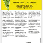 Schnittsalat 'Gelber Runder'