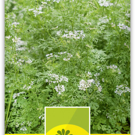 Koriander Cilantro