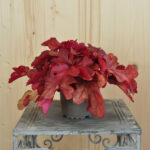 Heuchera Fire Alarm – Purpurglöckchen, winterhart, gut für Insekten, 12er Topf – Bild 2