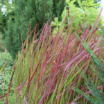 Japanisches Blutgras Red Baron – Dekoratives Ziergras aus Schweizer Produktion – Bild 3