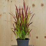 Japanisches Blutgras Red Baron – Dekoratives Ziergras aus Schweizer Produktion – Bild 2