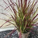 Japanisches Blutgras Red Baron – Dekoratives Ziergras aus Schweizer Produktion – Bild 4