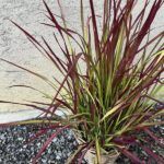 Japanisches Blutgras Red Baron – Dekoratives Ziergras aus Schweizer Produktion – Bild 5