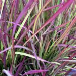 Japanisches Blutgras Red Baron – Dekoratives Ziergras aus Schweizer Produktion – Bild 6