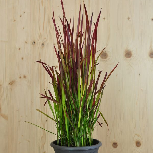 Imperata cylindrica Red Baron Japanisches Blutgras Red Baron – Ziergras mit rubinroten Spitzen aus Schweizer Produktion – Bild 1