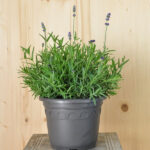 Lavendel blau – mediterraner Duftstaude für sonnige Plätze, winterhart, gut für Insekten – Bild 2