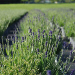Lavendel blau – mediterraner Duftstaude für sonnige Plätze, winterhart, gut für Insekten