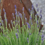 Lavendel blau – mediterraner Duftstaude für sonnige Plätze, winterhart, gut für Insekten – Bild 3