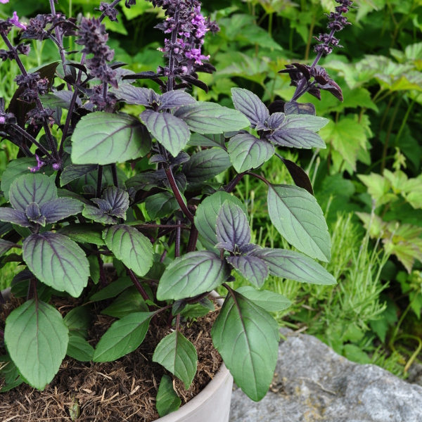 Ocimum basilicum Magic Blue Strauchbasilikum Magic Blue im 14er Topf – Saisonpflanze mit violett-geaderten Blättern – Bild 1