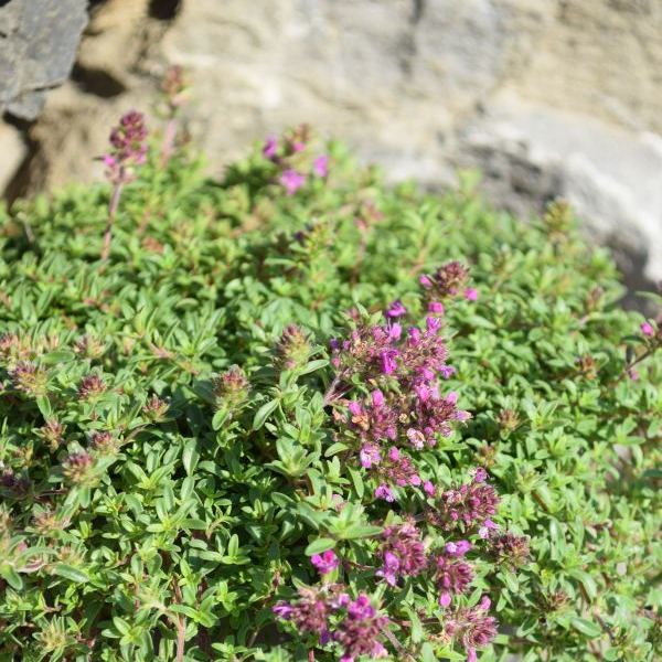Thymus Purple Beauty Sand-Thymian Purple Beauty – Winterharte Bienenweide aus Schweizer Produktion – Bild 1