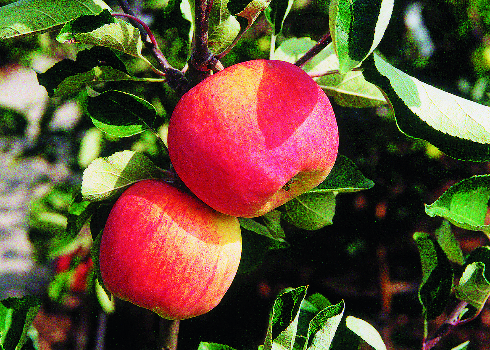 apfel PIROS® – mit saftigen, aromatischen Früchten – Bild 1