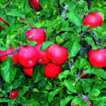 RUBINOLA – mit saftigen, aromatischen Früchten