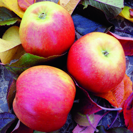 SANTANA (Allergikerapfel) – mit saftigen, aromatischen…