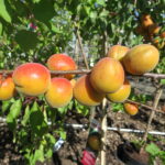 HARGRAND – mit aromatischen Früchten für den Naschgarten