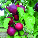 APRIKYRA® Aprikose X Kirsche – mit aromatischen Früchten…
