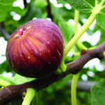 MADELEINE DES DEUX SAISONS – mit süssen mediterranen…