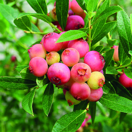 PINKBERRY PIA – mit grossen, vitaminreichen Beeren