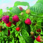 BLISSY® autumn bliss – mit intensiv aromatischen Beeren