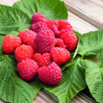 PLENTIFUL – mit intensiv aromatischen Beeren