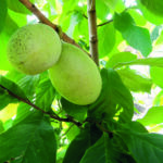 SUSQUEHANNA® Peterson Pawpaws® – mit aromatischen Früchten…